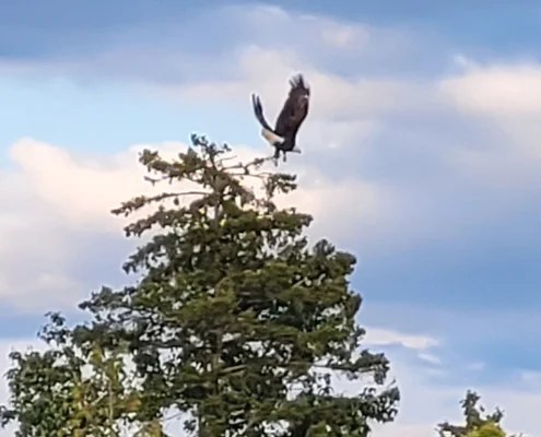 boat-tours-eagle